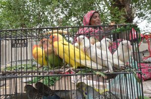 A woman vendor displaying colorful birds to attract the customer at Latifabad.