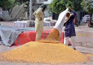 Labourers displaying maize to attract the customers at Grain Market.