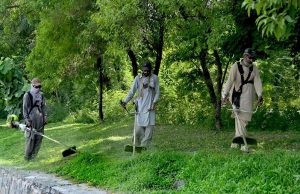 Workers cut grass with the help of a machine along the expressway green belt in the Federal Capital.