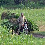 A farmer transports freshly cut fodder on his motorcycle from the fields to feed his livestock, reflecting the integral role of agriculture and dairy farming in sustaining rural livelihoods