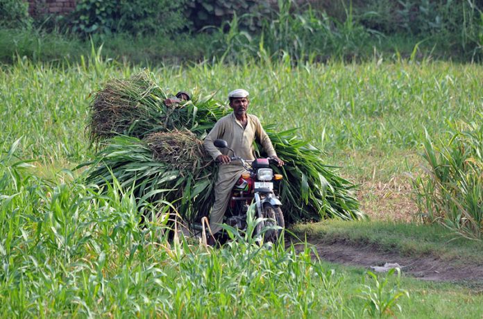 A farmer transports freshly cut fodder on his motorcycle from the fields to feed his livestock, reflecting the integral role of agriculture and dairy farming in sustaining rural livelihoods