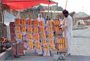 A roadside vendor arranges ripe mangoes in cardboard boxes at his stall to attract customers.