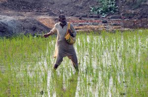 A farmer manually spreading fertilizer in a rice paddy field, reflecting the traditional farming practices that continue to sustain small-scale agriculture in rural areas.