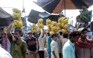 Vendors displaying seasonal fruit banana for bidding at Fruit and Vegetable Market.