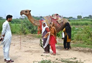 Many groups of young women with camels have become a familiar — yet still curious — sight across Islamabad, sometimes spotted on Srinagar Highway, Police Lines, G-11, and other neighborhoods. Among them, four women from Punjab — Asia, Saima, Amna, and Shakila — were found by APP in G-11, walking alongside a tall, dusty camel and its calf, stopping to sell fresh milk directly from the source for Rs. 400 per litre (Match the picture with the story Titled ‘’Punjab Nomad Women sell Fresh Camel Milk Across Capital’’ already released by APP).