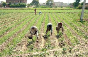 - Farmers are busy in manually leveling land and make rows using traditional tools.