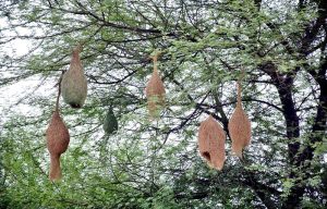 A beautiful view of bird’s nests hanging on a tree