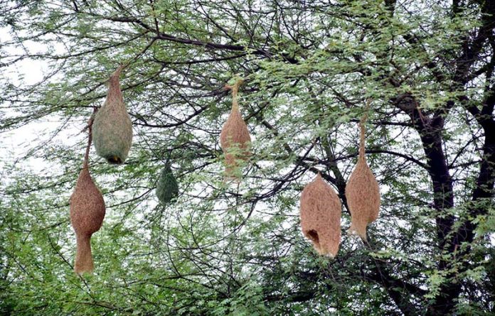 A beautiful view of bird’s nests hanging on a tree
