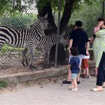 A family curiously watching zebras inside their enclosure at a zoo along Expressway in the Federal Capital