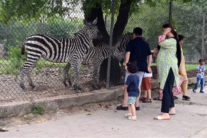 A family curiously watching zebras inside their enclosure at a zoo along Expressway in the Federal Capital