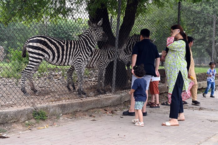 A family curiously watching zebras inside their enclosure at a zoo along Expressway in the Federal Capital