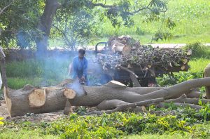 A person uses chainsaw to cut down a tree in a rural area, contributing to deforestation and raising concerns over the loss of green cover, which threatens ecological balance, local livelihoods and the environment in the long term.