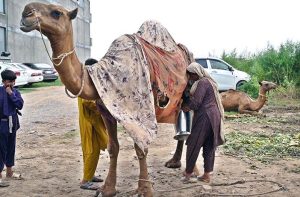 Many groups of young women with camels have become a familiar — yet still curious — sight across Islamabad, sometimes spotted on Srinagar Highway, Police Lines, G-11, and other neighborhoods. Among them, four women from Punjab — Asia, Saima, Amna, and Shakila — were found by APP in G-11, walking alongside a tall, dusty camel and its calf, stopping to sell fresh milk directly from the source for Rs. 400 per litre (Match the picture with the story Titled ‘’Punjab Nomad Women sell Fresh Camel Milk Across Capital’’ already released by APP).