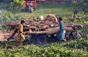 Workers load freshly cut mango tree logs onto a motorcycle cart for transport.