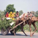 A farmer’s family travels on a camel cart loaded with grass on their way to home