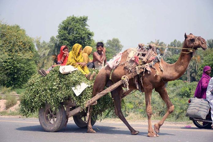 A farmer’s family travels on a camel cart loaded with grass on their way to home