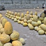 A vendor arranging and displaying melon at Vegetable and Fruit Market to attract the customers