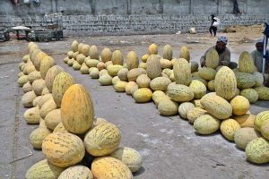 A vendor arranging and displaying melon at Vegetable and Fruit Market to attract the customers
