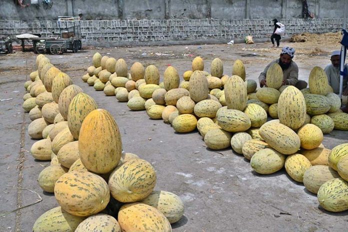 A vendor arranging and displaying melon at Vegetable and Fruit Market to attract the customers