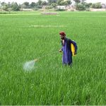 A farmer spraying the pesticides in his field