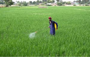 A farmer spraying the pesticides in his field