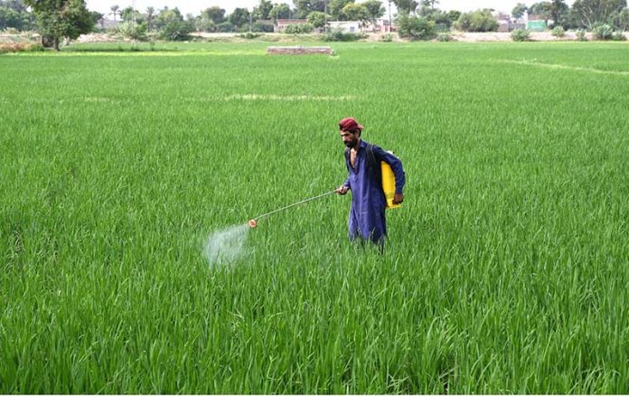 A farmer spraying the pesticides in his field