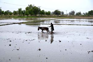 Farmer busy in preparing the field with help of donkey for rice crop near Naudero.