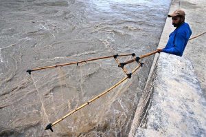 A fisherman catching fish with net at Dadu Canal
