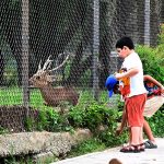 Children curiously watch a deer inside its enclosure at a zoo along Faisal Avenue in the Federal Capital