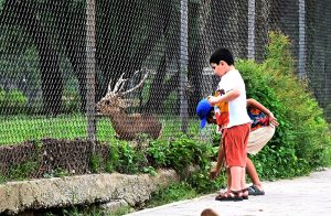 Children curiously watch a deer inside its enclosure at a zoo along Faisal Avenue in the Federal Capital
