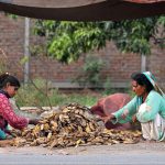 Women busy sorting dried mango seeds at a roadside under a temporary shelter, separating usable seeds and removing waste for reuse, depicting traditional post-harvest practices and offering a glimpse of rural livelihood