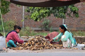Women busy sorting dried mango seeds at a roadside under a temporary shelter, separating usable seeds and removing waste for reuse, depicting traditional post-harvest practices and offering a glimpse of rural livelihood