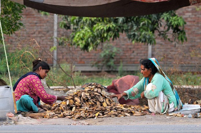 Women busy sorting dried mango seeds at a roadside under a temporary shelter, separating usable seeds and removing waste for reuse, depicting traditional post-harvest practices and offering a glimpse of rural livelihood