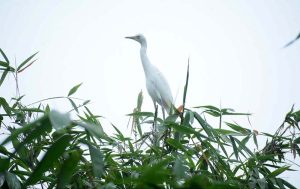 A white egret perched on top of a tree, waiting for its companion.