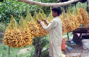A young vendor displaying bunches of fresh dates to attract the passerby for selling at his road side setup.