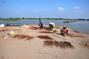 Flood-affected women collect dried tree branches for fuel and domestic use near the inundated areas as water levels rise in River Chenab.