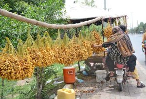 A young vendor displaying bunches of fresh dates to attract the passerby for selling at his road side setup.