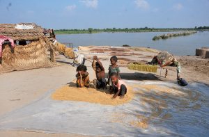Flood-affected women collect dried tree branches for fuel and domestic use near the inundated areas as water levels rise in River Chenab.