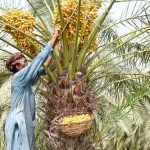 A farmer is busy plucking fresh dates from a palm tree