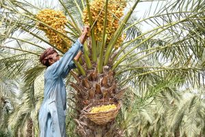 A farmer is busy plucking fresh dates from a palm tree