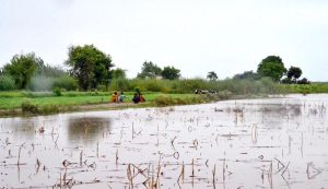 After 1992 heavy flood in River Chenab 900000 cusec water crossing under the bridge. District management high alert at flood areas
