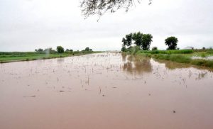 After 1992 heavy flood in River Chenab 900000 cusec water crossing under the bridge. District management high alert at flood areas