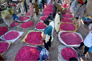 A worker carries bundles of freshly cut rose flowers on his shoulder to deliver at a wholesale market in the provincial capital.