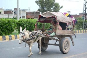 Gypsy woman riding on donkey cart on the way towards her destination at Jhumra Road.