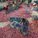 Labourers sort high-quality onions at Singhpura Vegetable and Fruit Market in the provincial capital