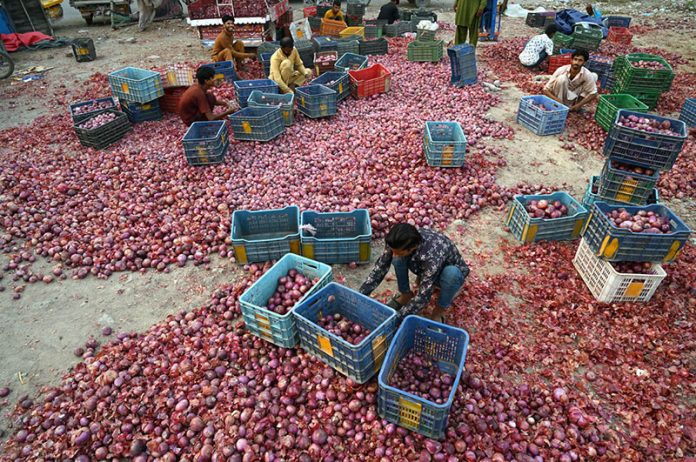 Labourers sort high-quality onions at Singhpura Vegetable and Fruit Market in the provincial capital