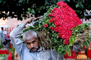 A worker carries bundles of freshly cut rose flowers on his shoulder to deliver at a wholesale market in the provincial capital.
