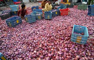 Labourers sort high-quality onions at Singhpura Vegetable and Fruit Market in the provincial capital