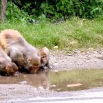 Monkeys quenching their thirst from rainwater accumulated on the roadside near Daman-e-Koh in the federal capital