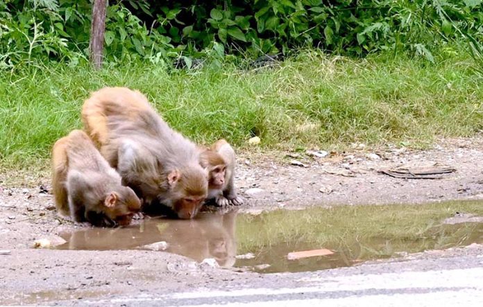 Monkeys quenching their thirst from rainwater accumulated on the roadside near Daman-e-Koh in the federal capital